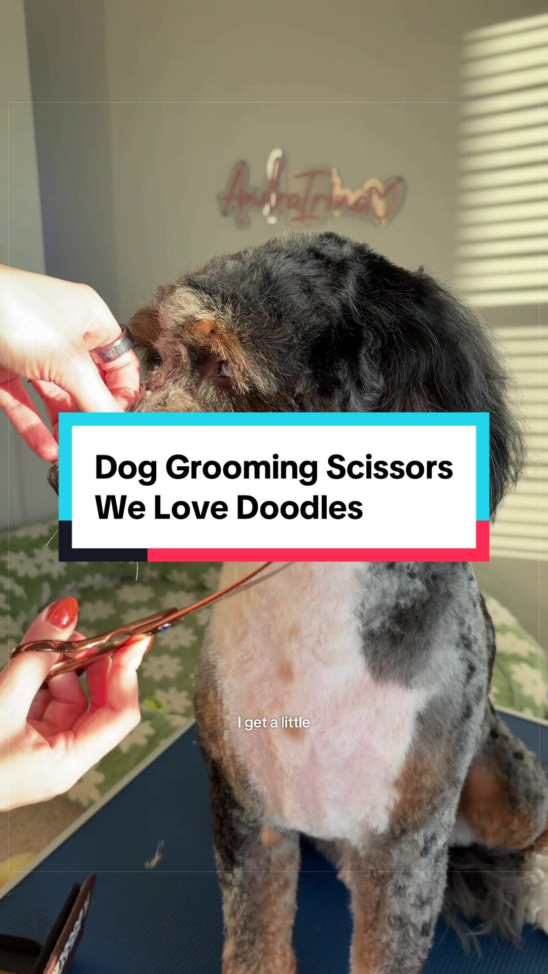 @Archie The Bernedoodle