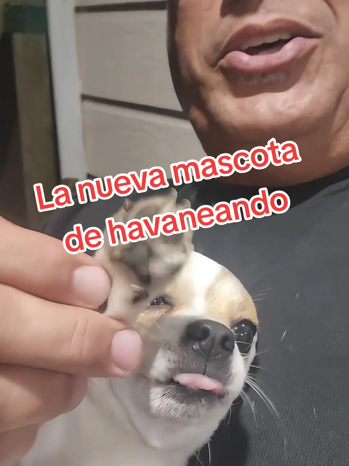 @Havaneando