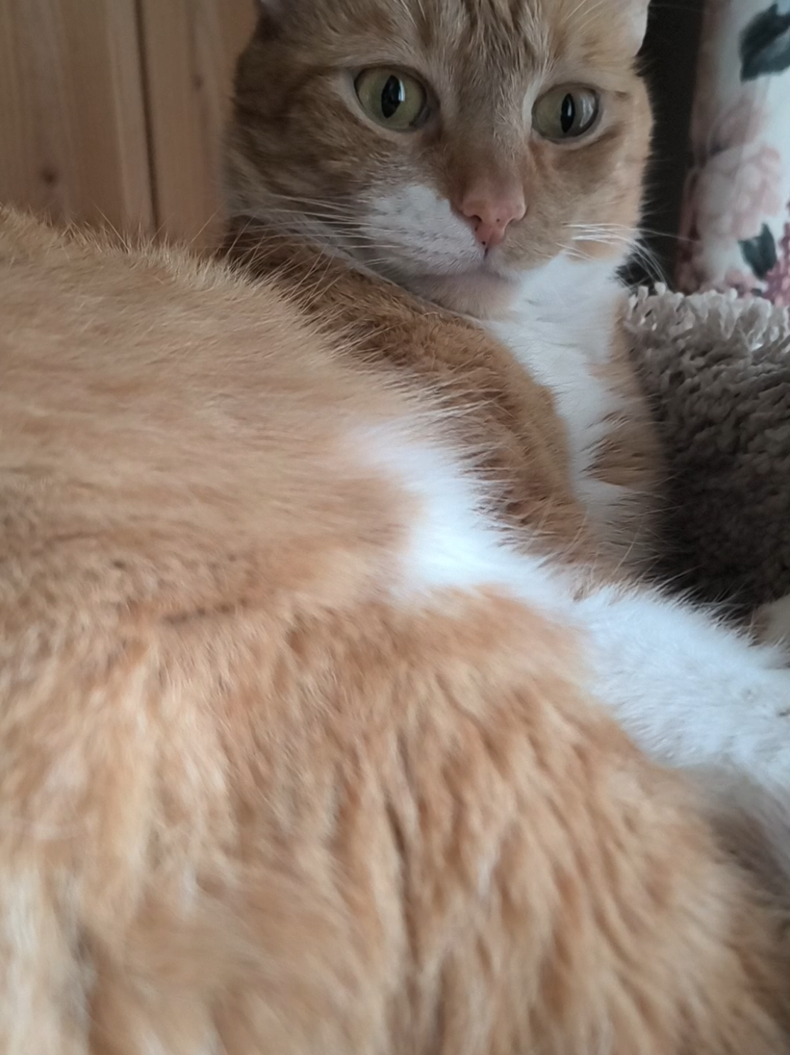 @Oskarcats