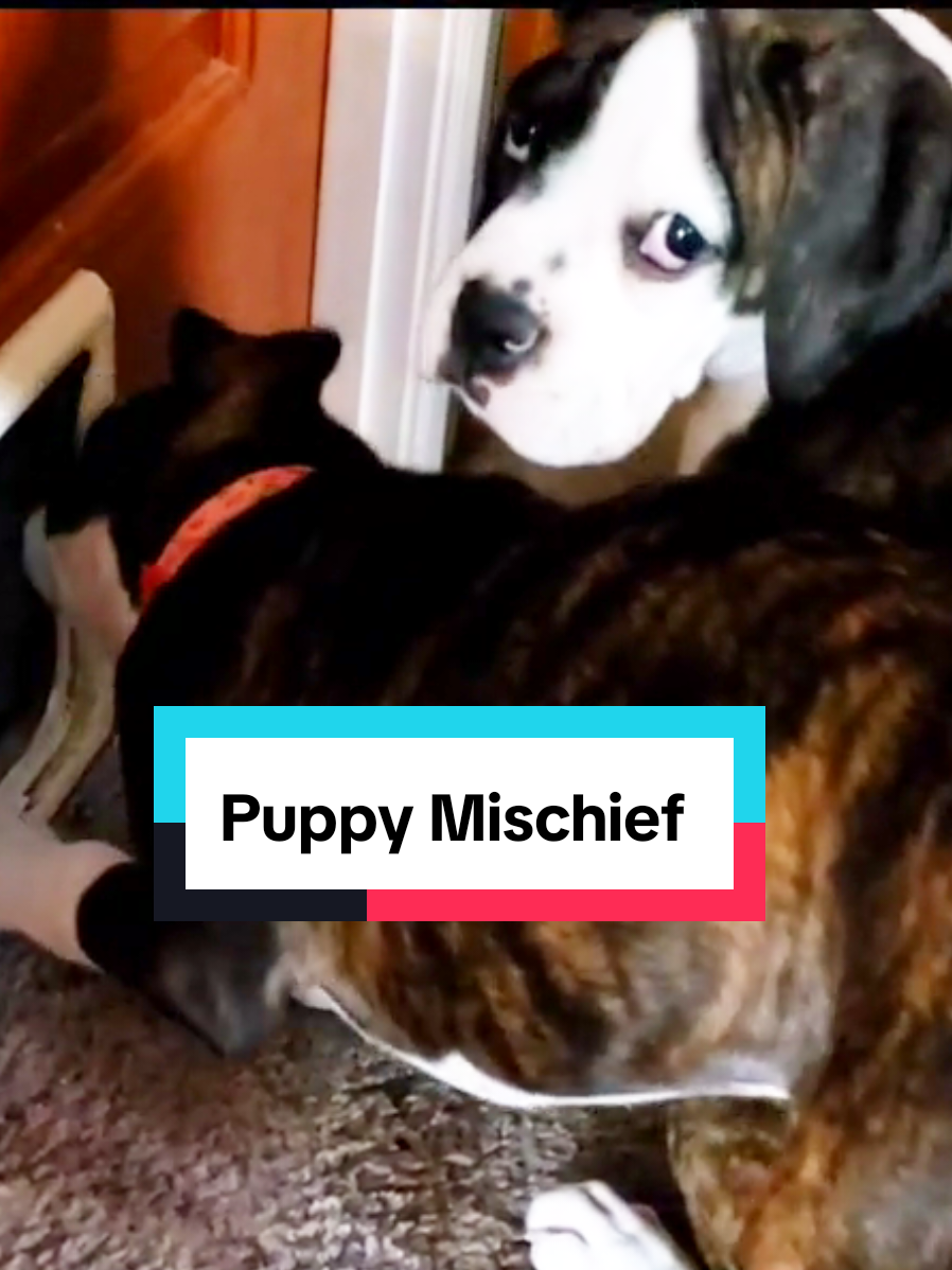 @BoxersLily&Elvis