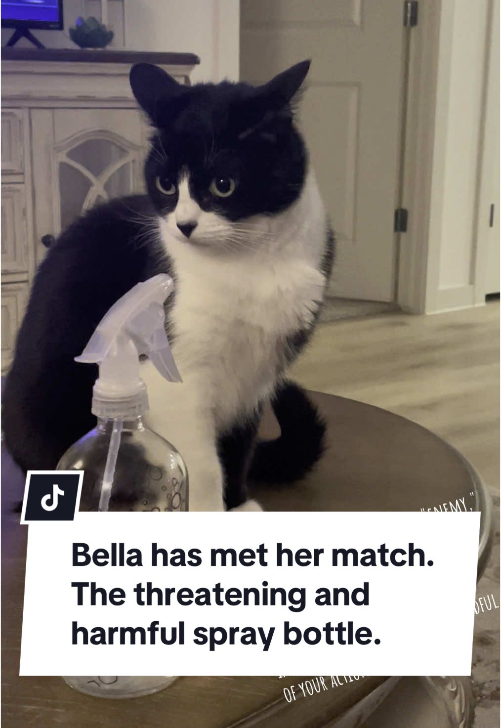 @The Bella Chronicles