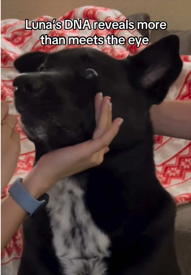 @Embark Vet