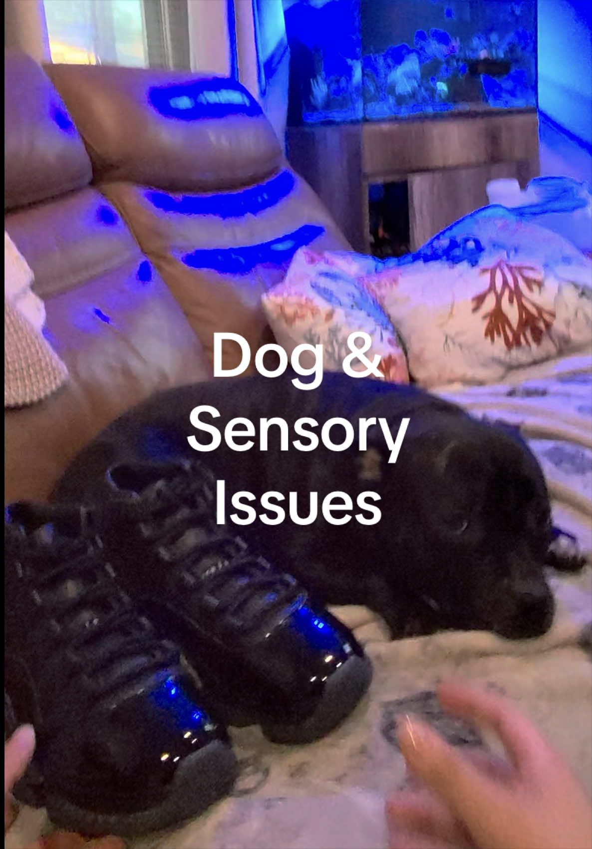 @nohpetS