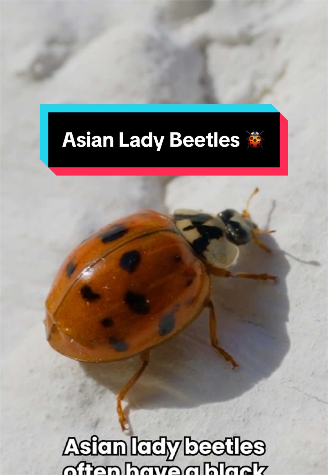 @PestWorld