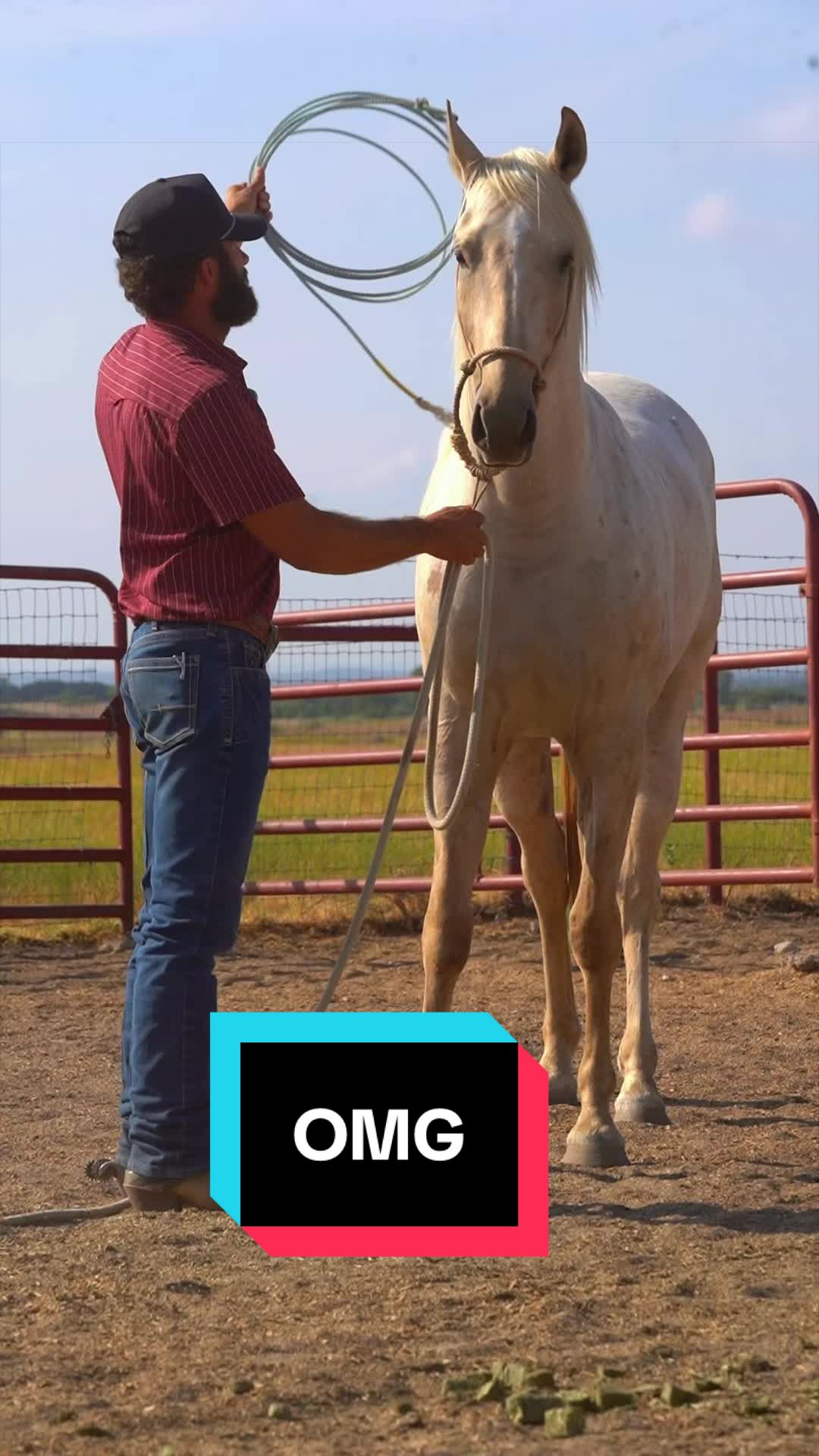 @WS Horses