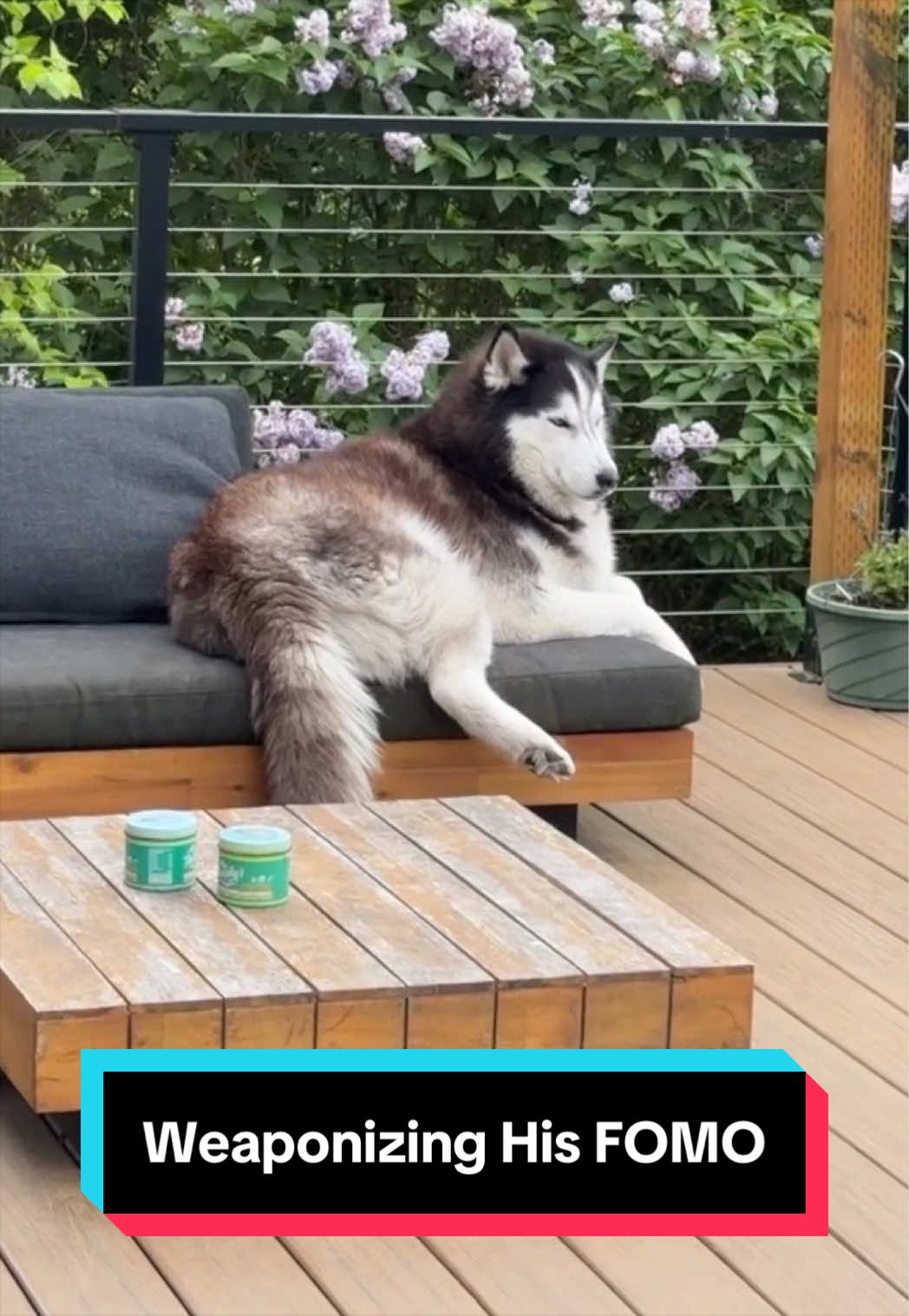 @Siberian Derpskies