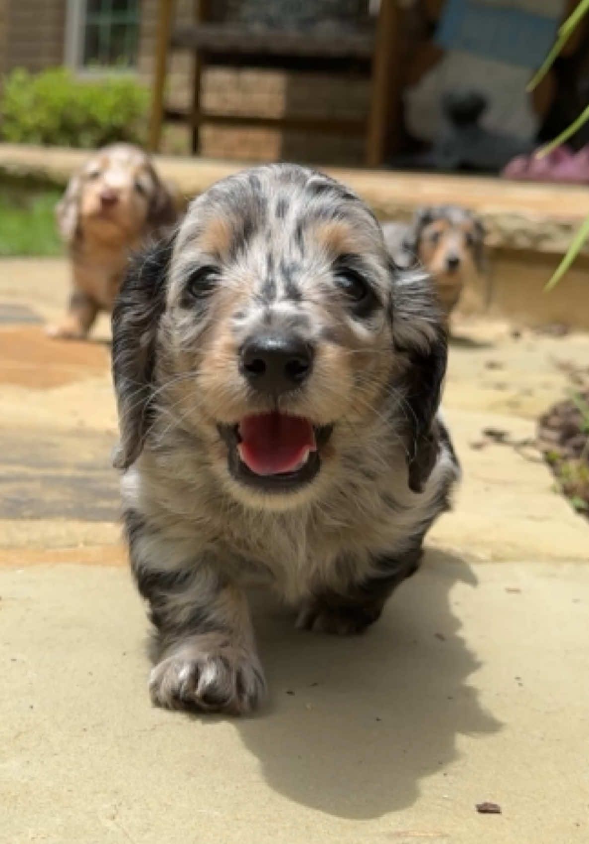 @Taylored Dachshunds