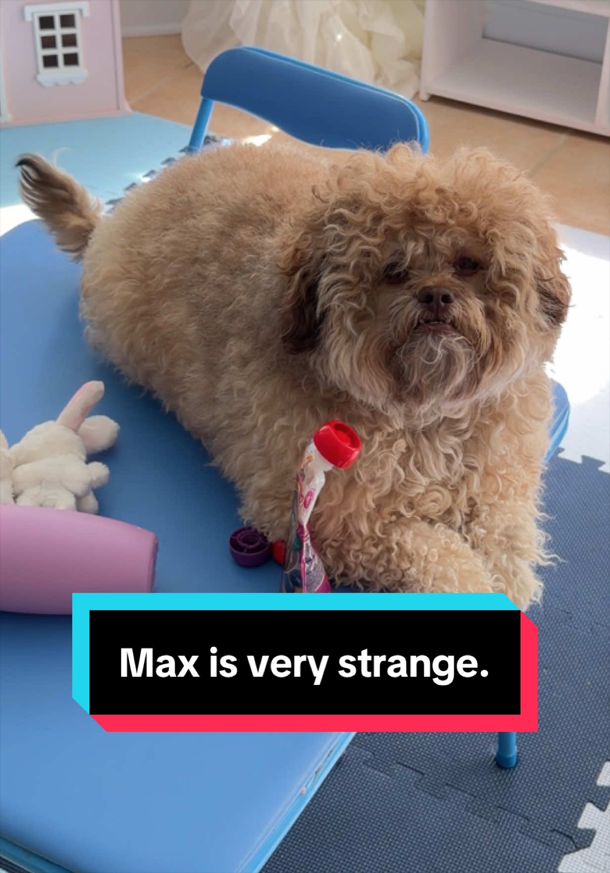 @Lil&rsquo; Max