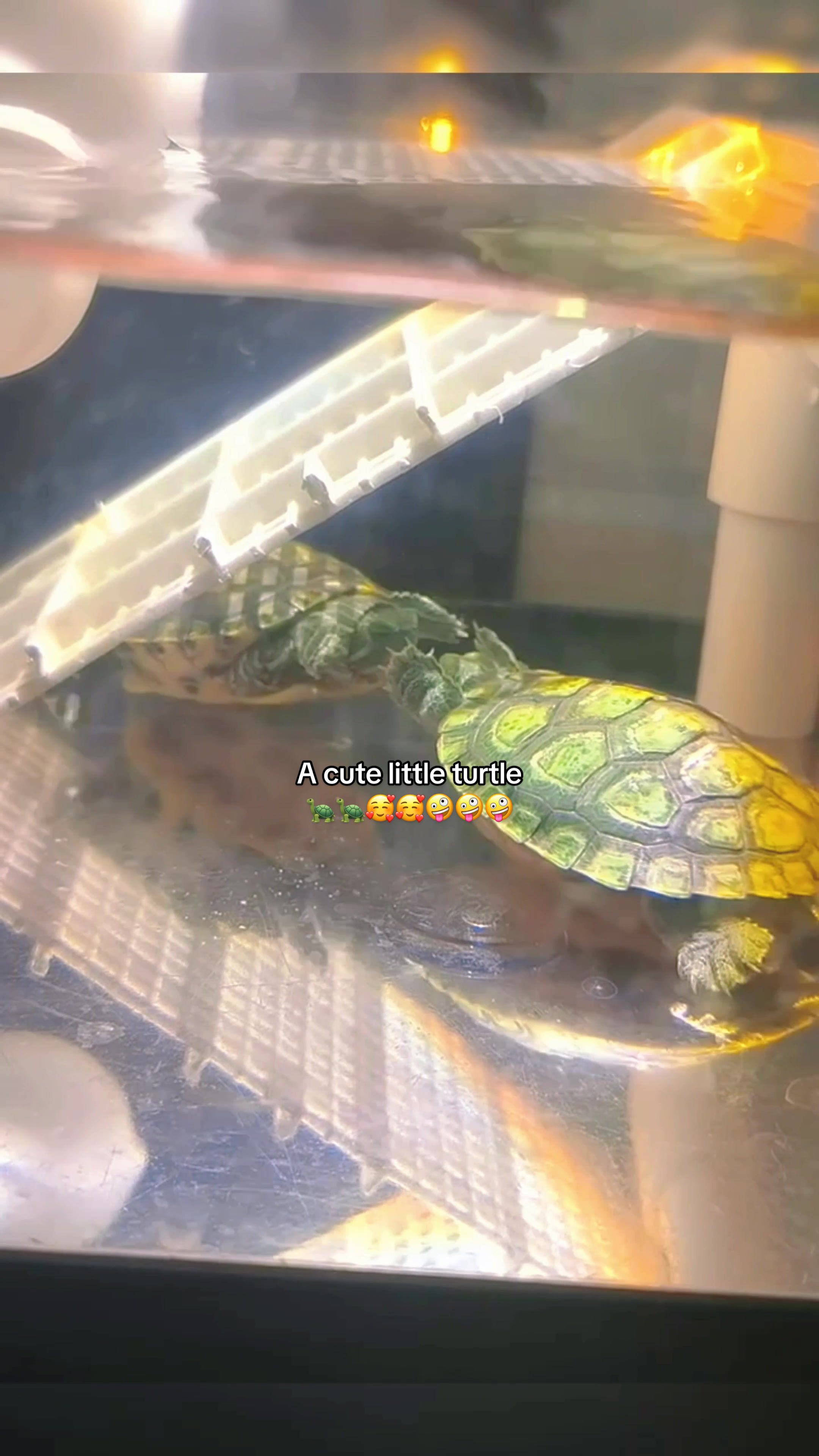 @Mr. Turtle