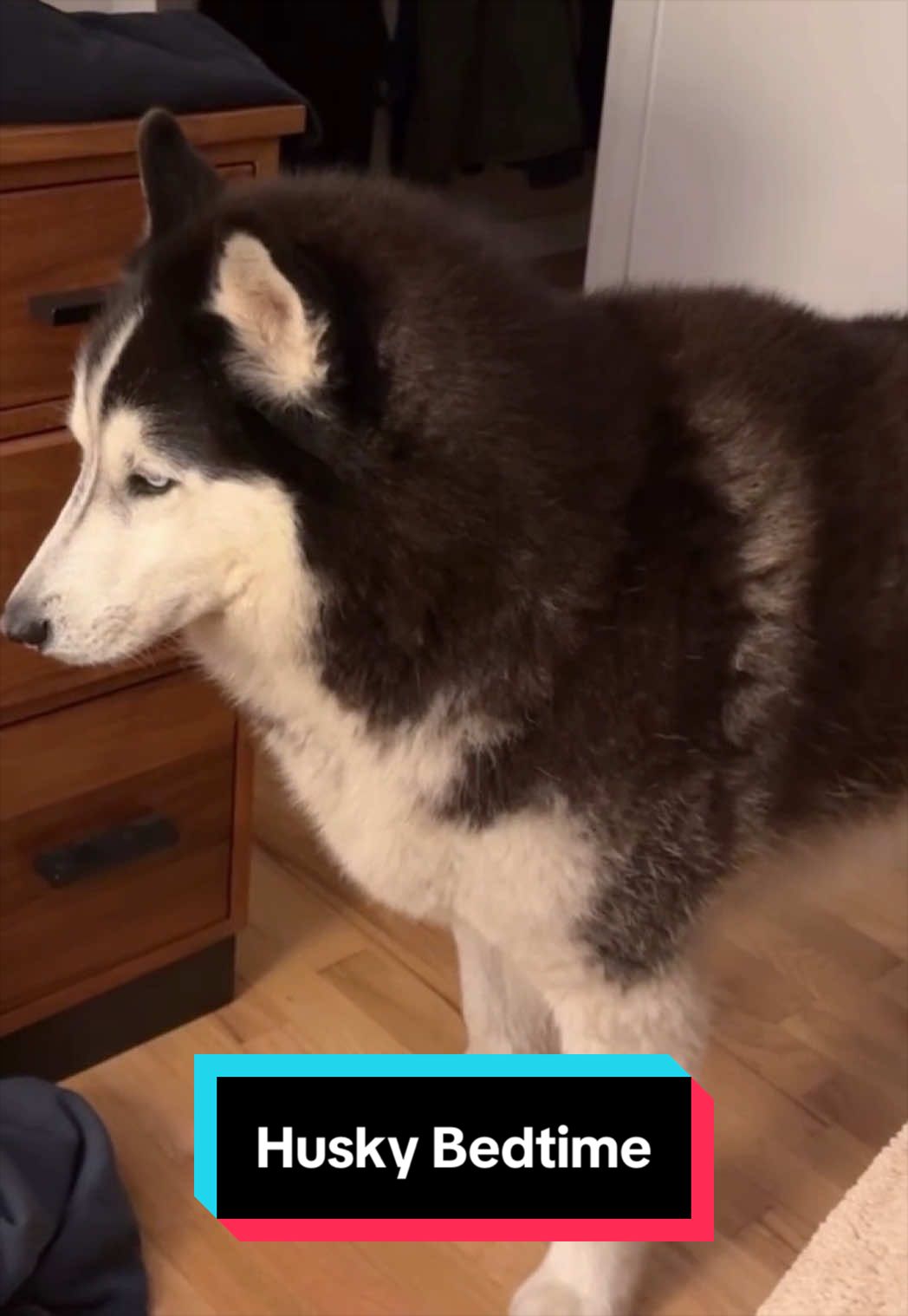 @Siberian Derpskies
