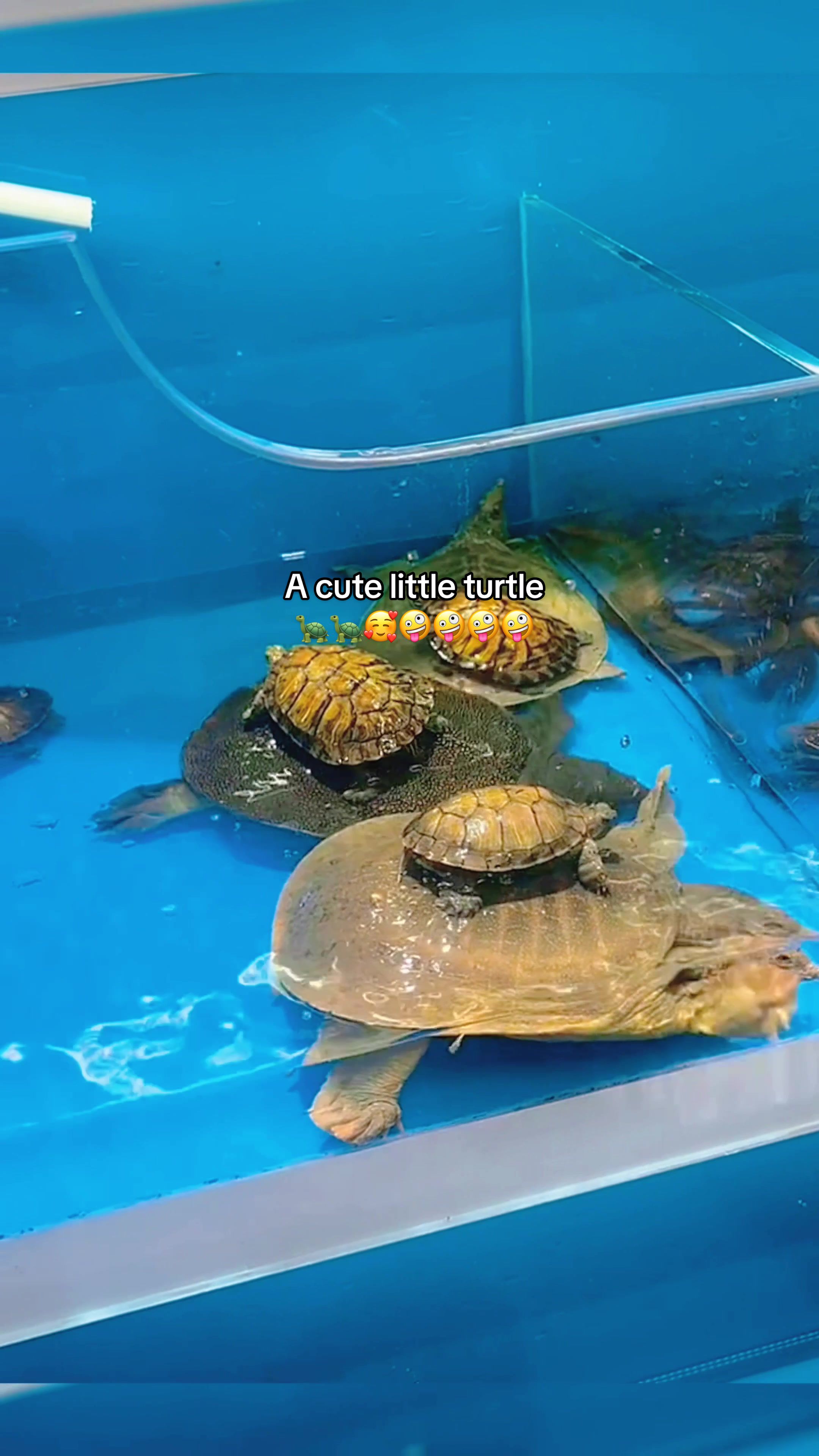 @Mr. Turtle