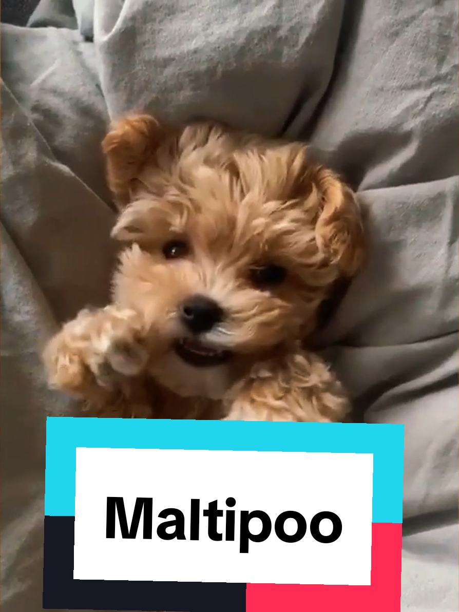 @petworld360