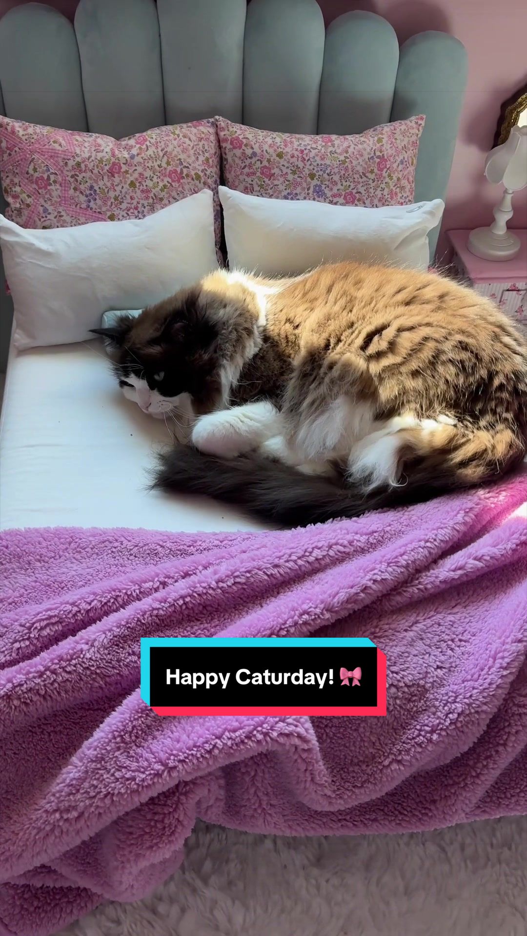 @Meredith Ragdoll Cat