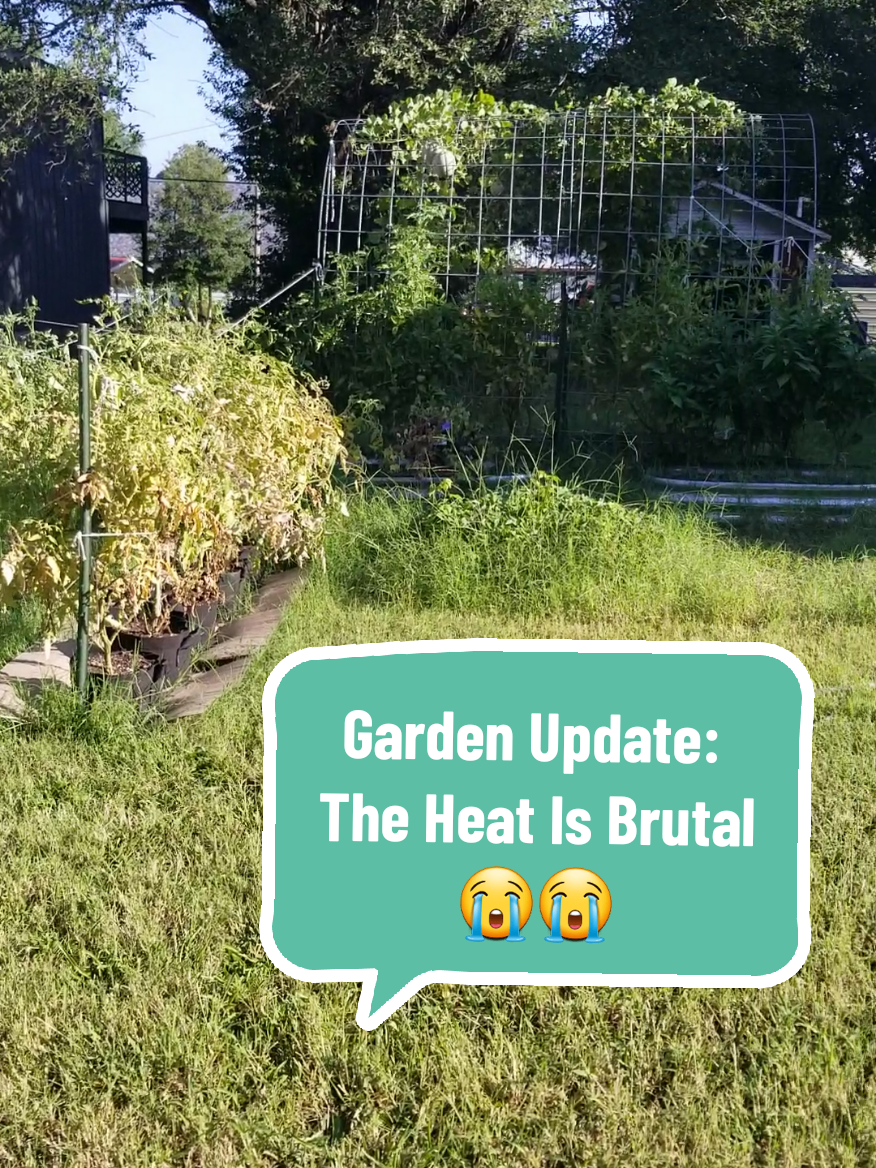 @CityChickenFarm