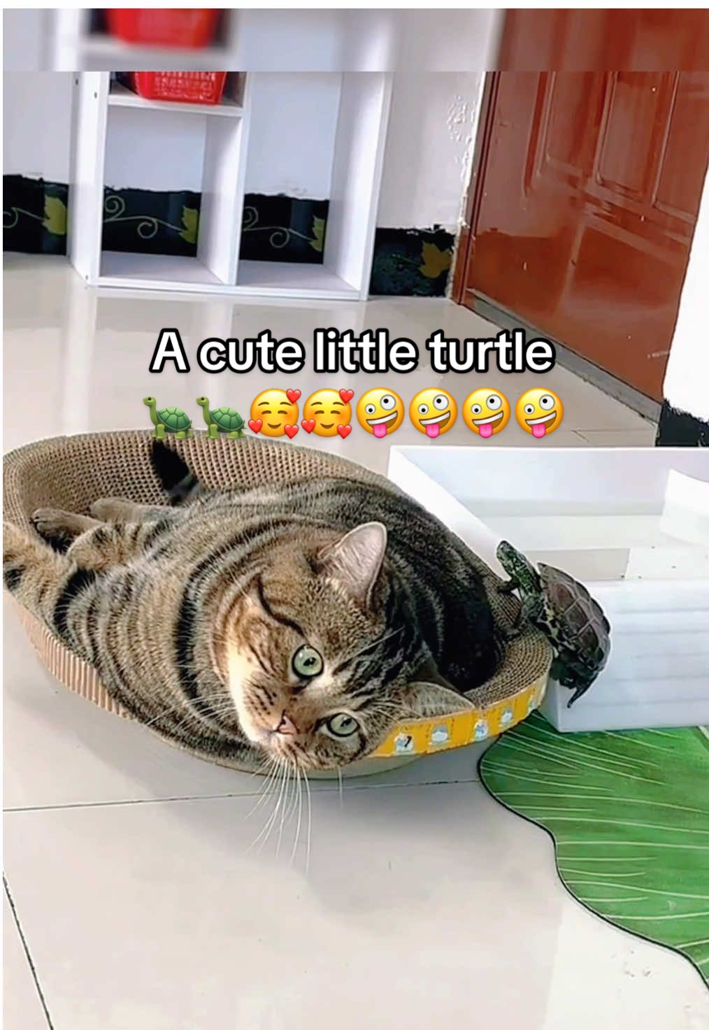 @Mr. Turtle