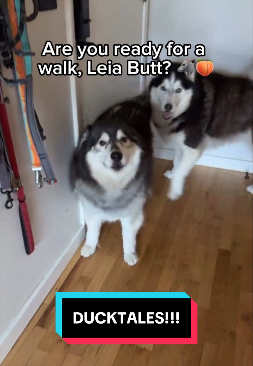 @Siberian Derpskies