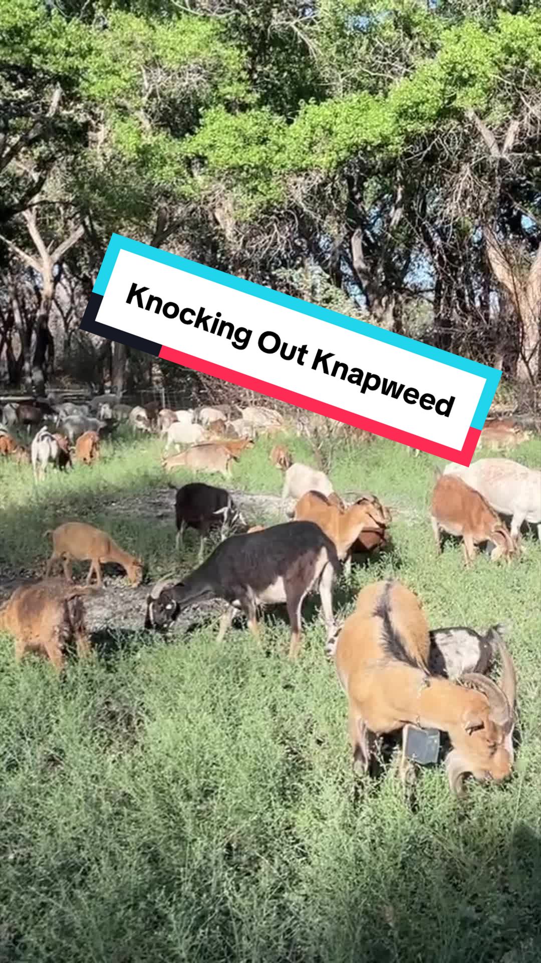 @cowboymax