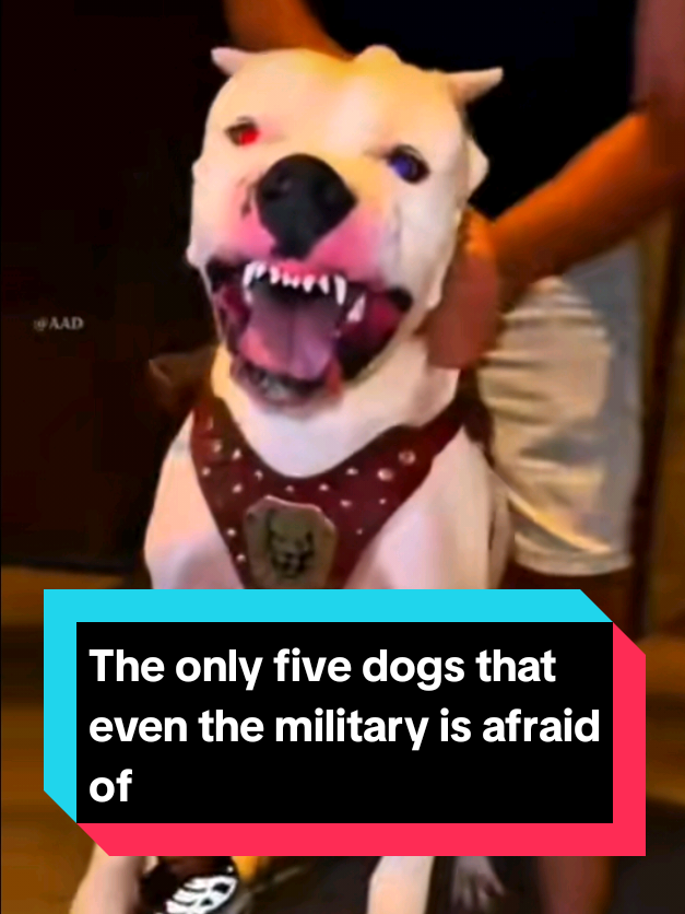 @The pet post