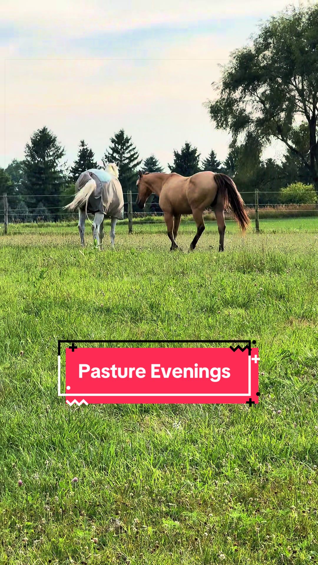 @yourhorseandponyleader