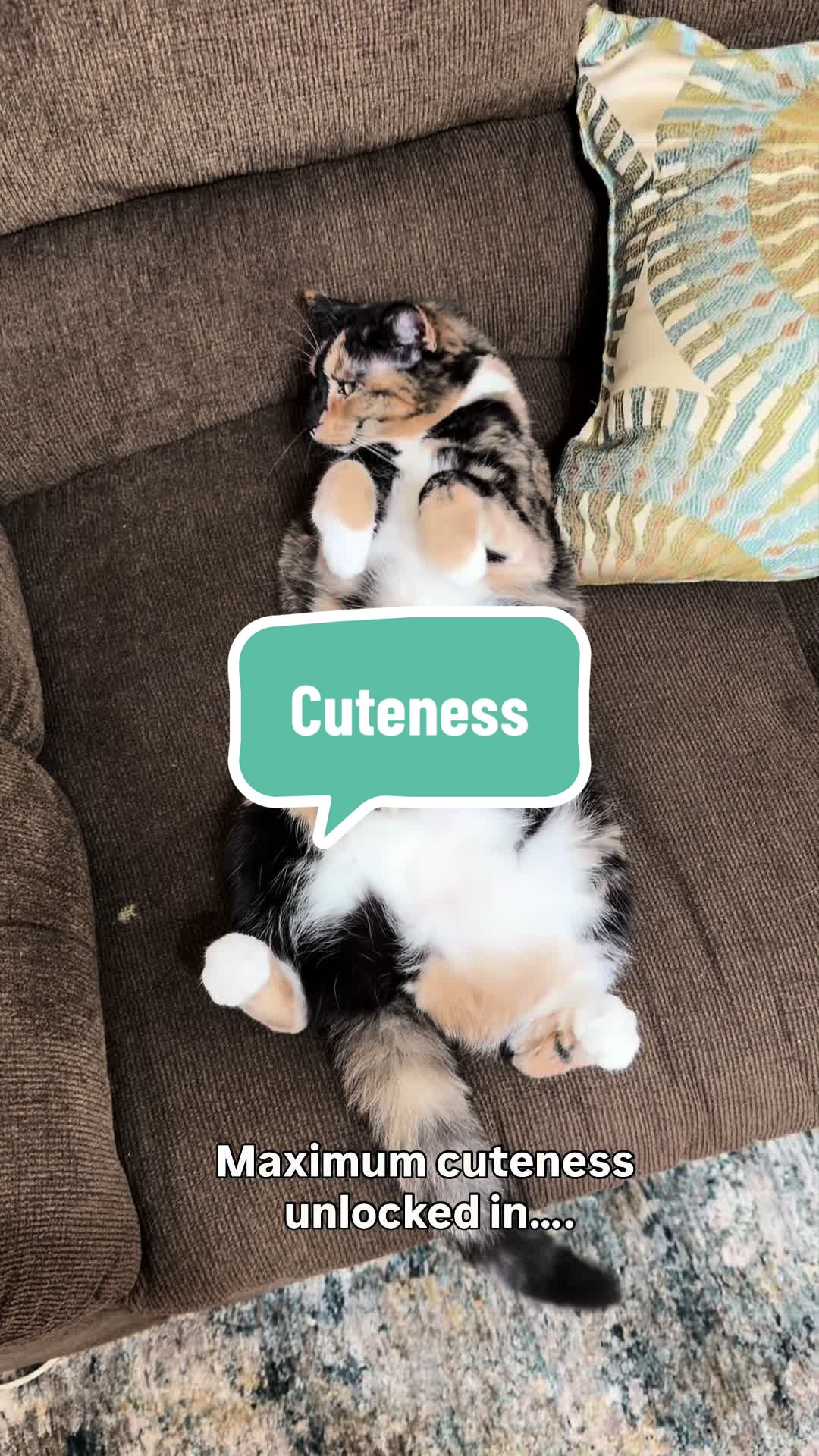 @SnickersTheSmilingCat