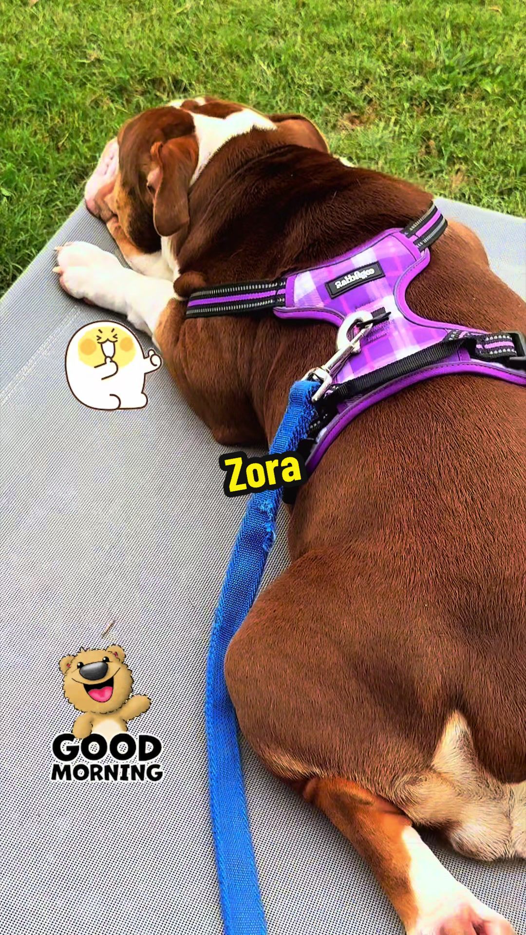 @Zora the bulldog