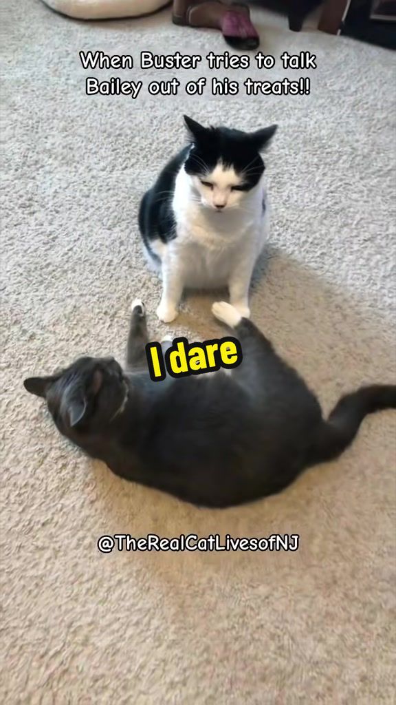 @🐾Therealcatlivesofnj 🐾