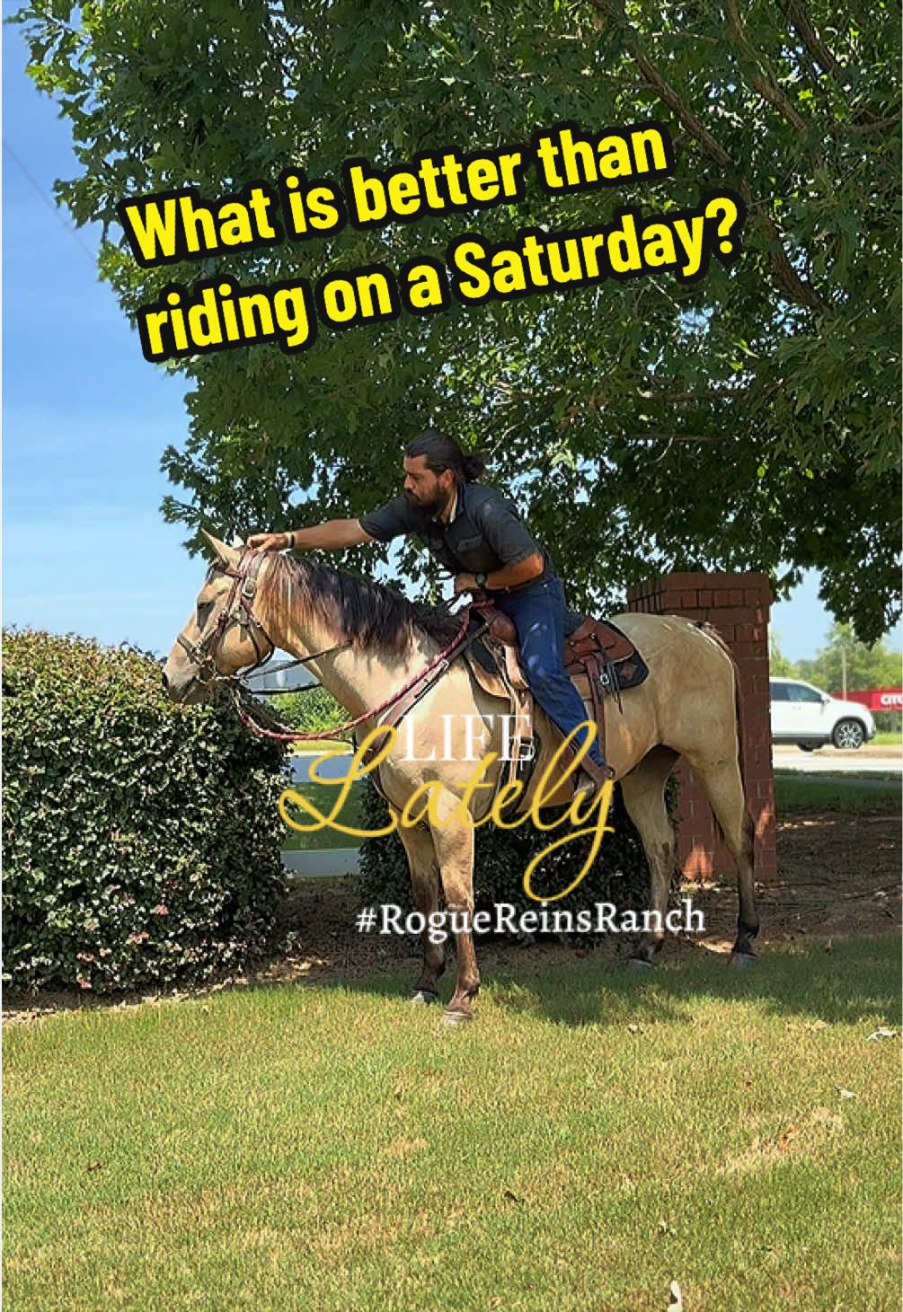 @Rogue Reins