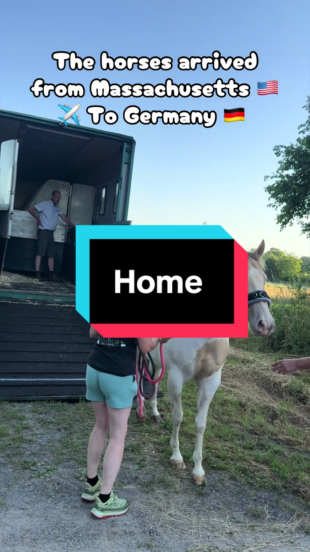 @Sandra&rsquo;s pale herd 🐴