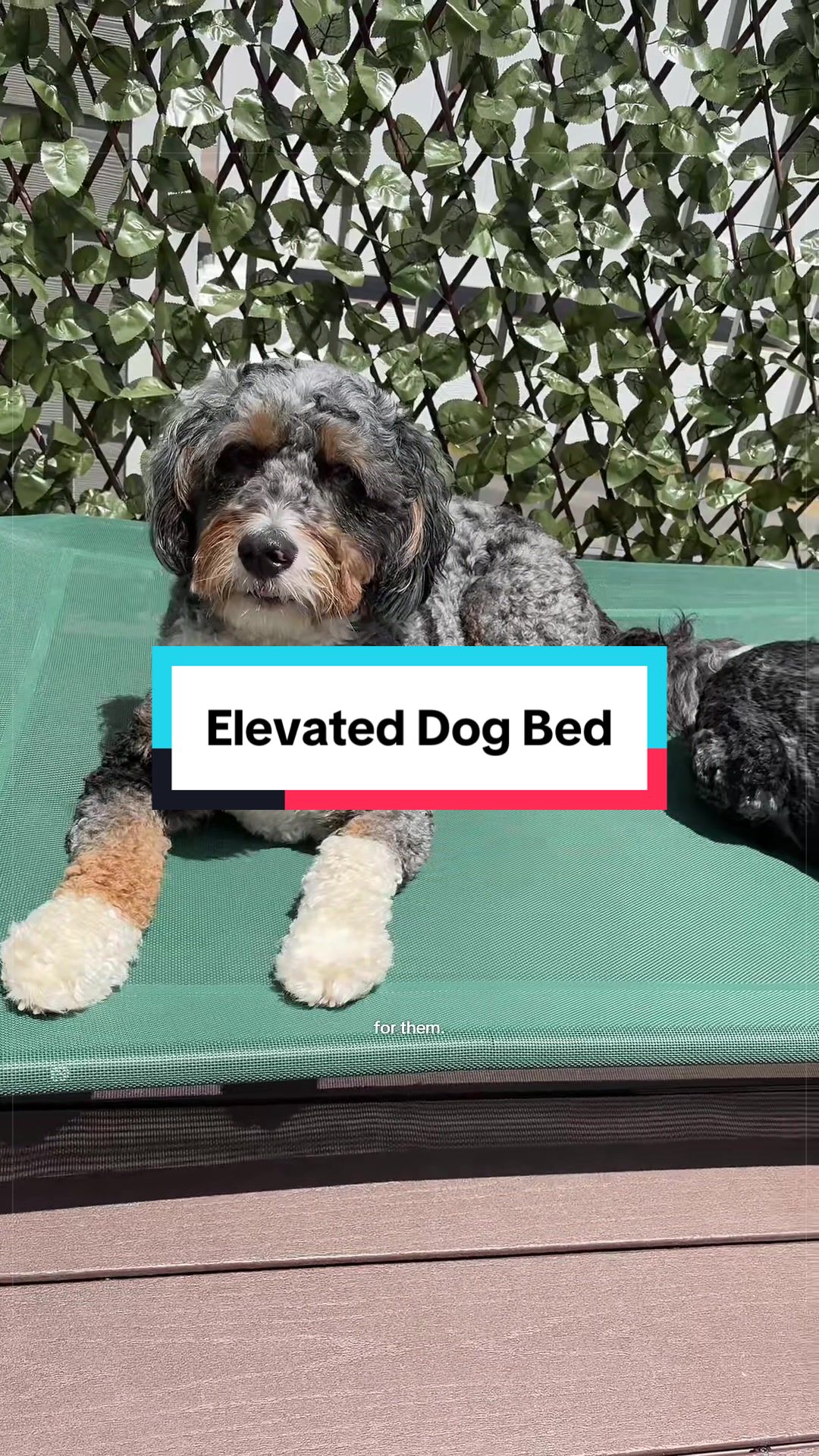 @Archie The Bernedoodle