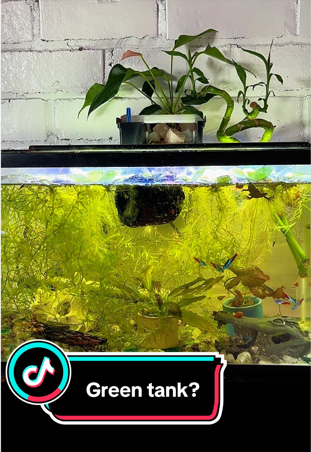 @FishTokMom