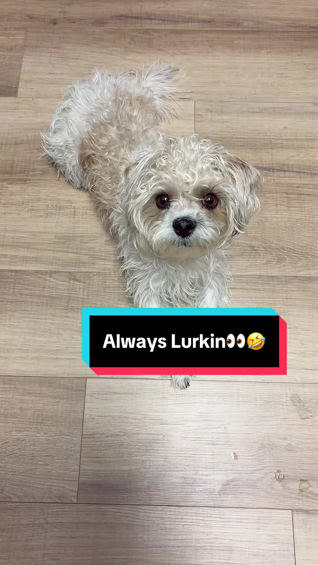 @livinlifewithsugieandsonny