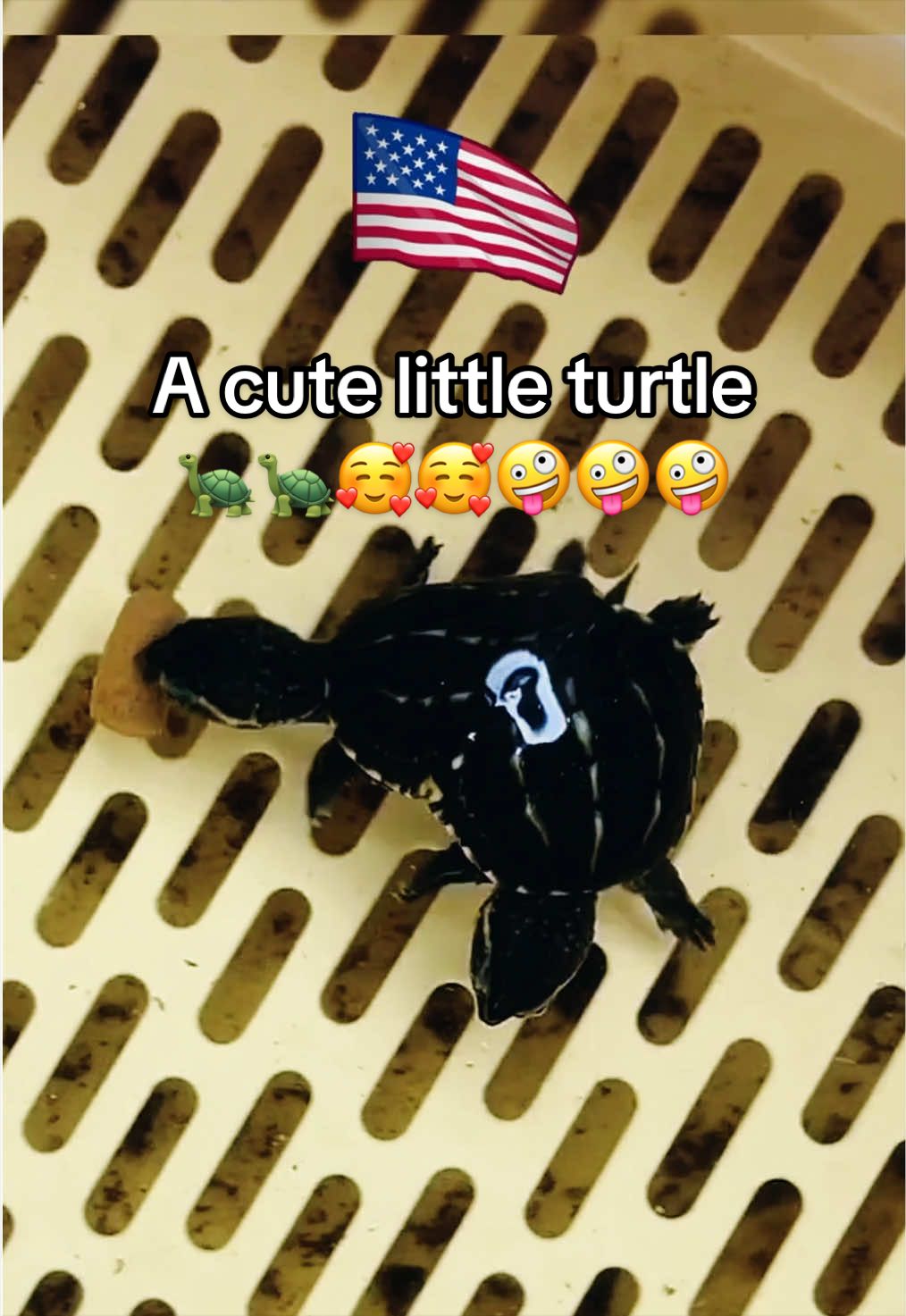 @Mr. Turtle