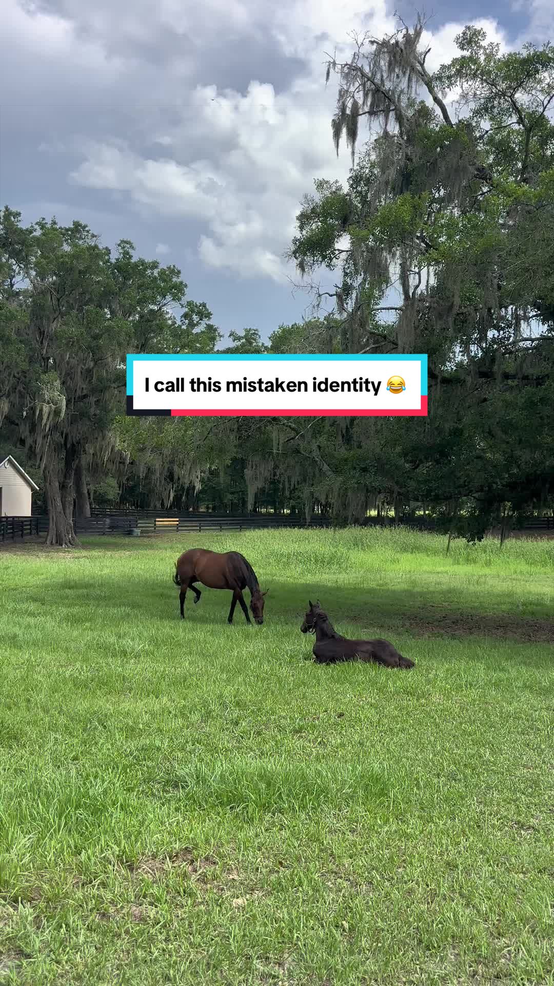 @Ashley at Rivermont Farm🐎🐶