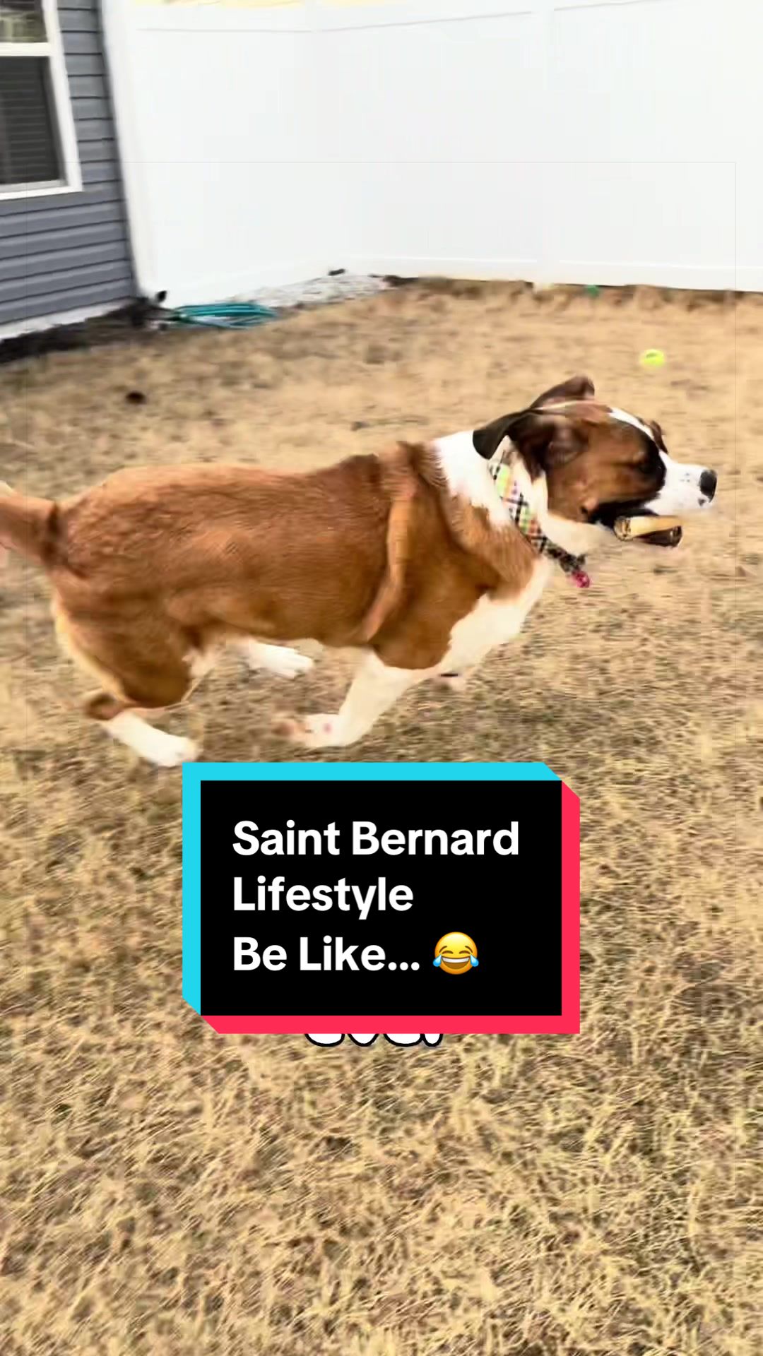 @Penelope | St. Bernard 🤏