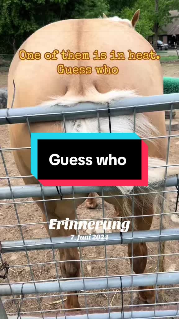 @Sandra&rsquo;s pale herd 🐴