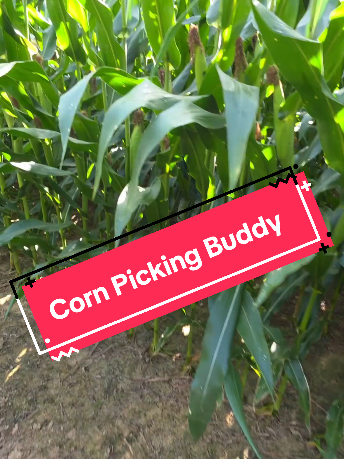 @Bushart Farms