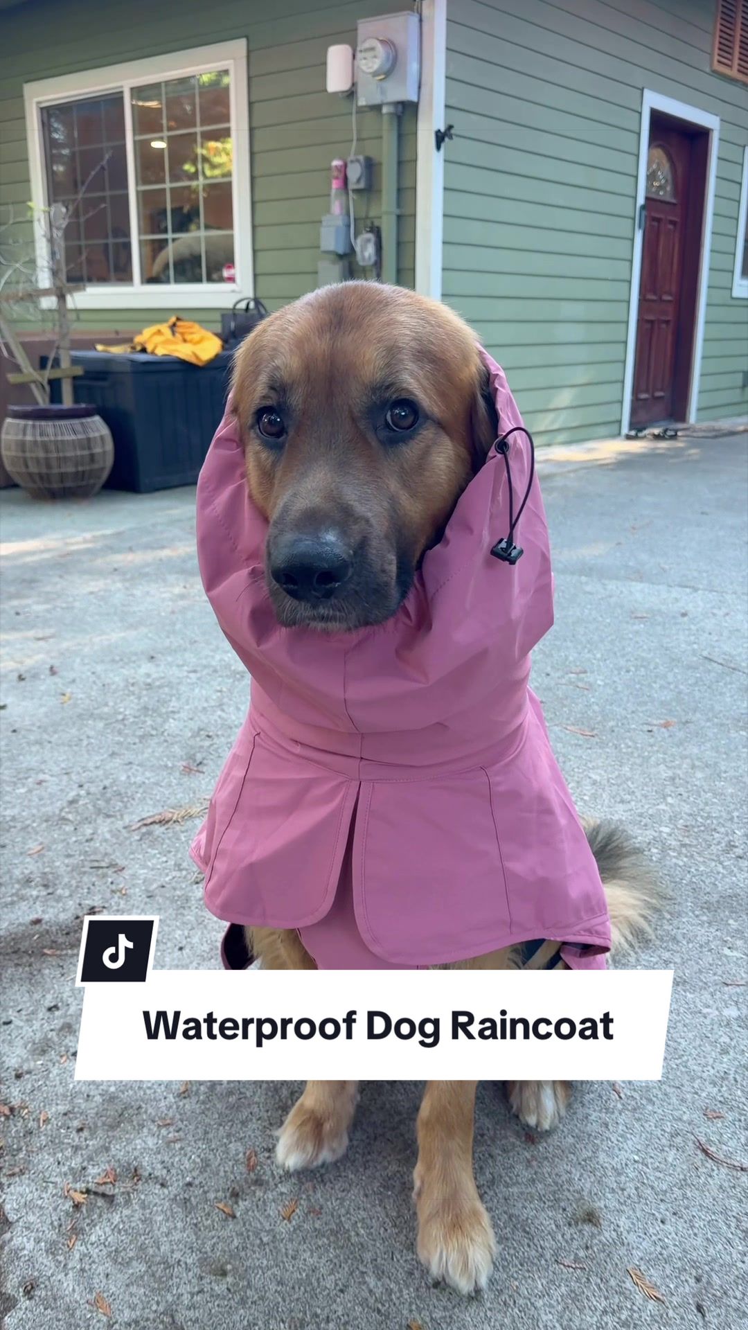 @lifewithgoldenshepherds