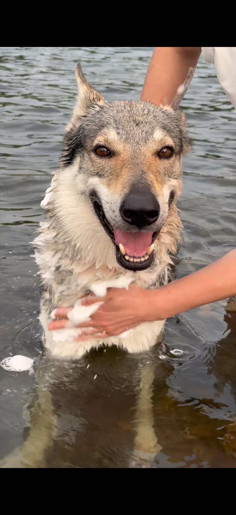 @Life With Echo 🐺