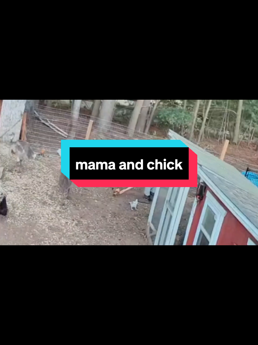 @Chickens & Bullies