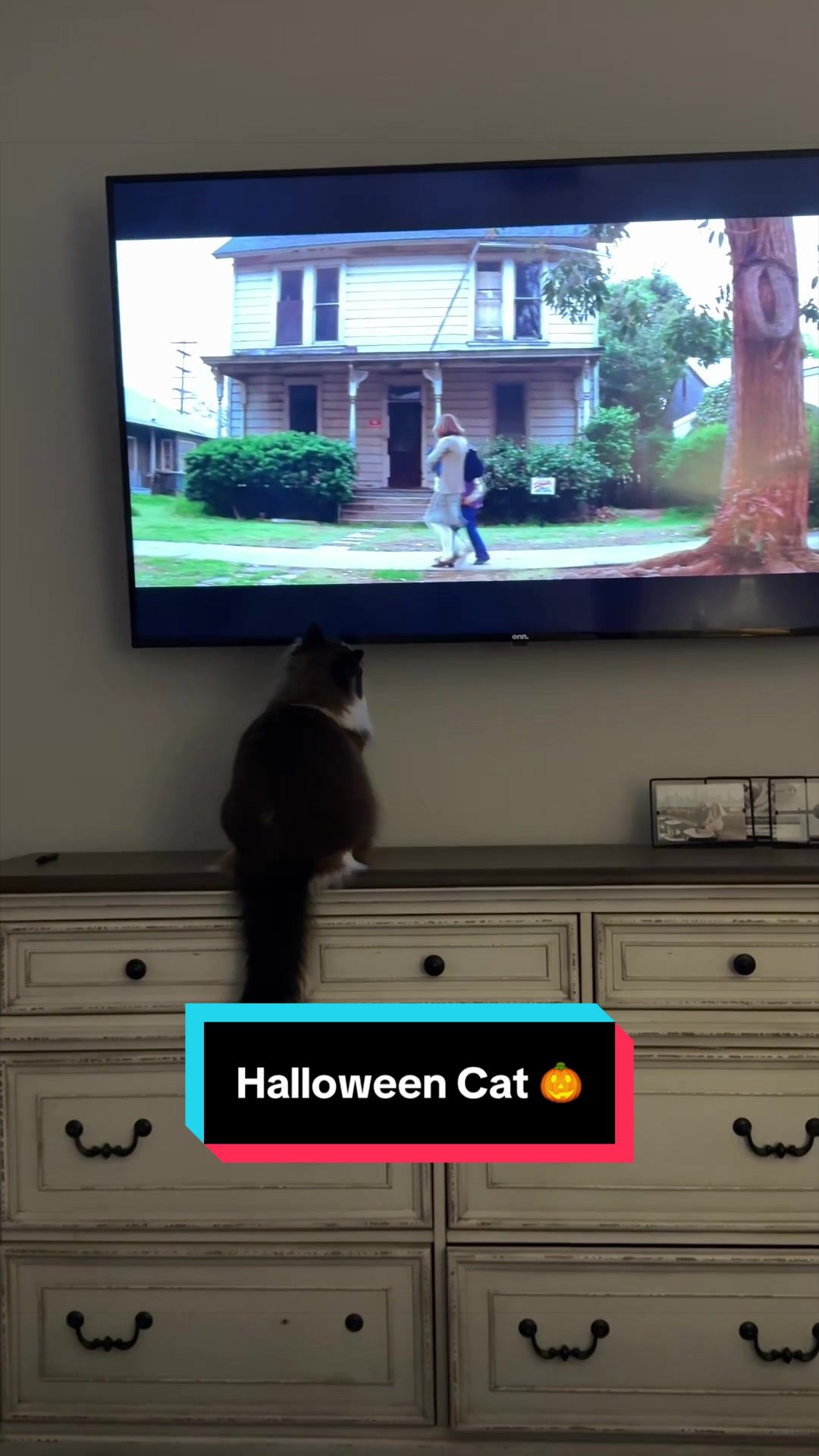 @Meredith Ragdoll Cat
