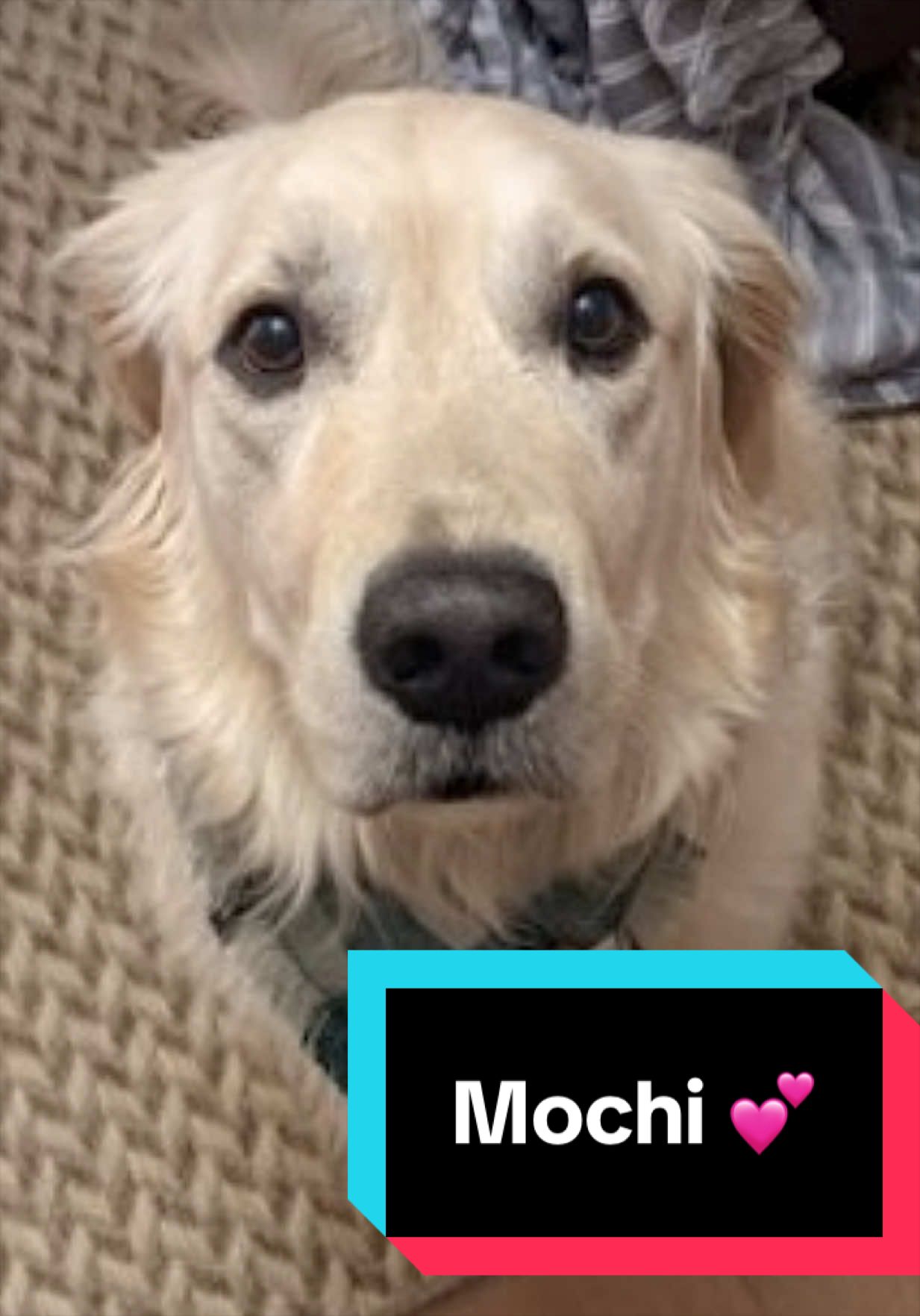 @Joyful Pets