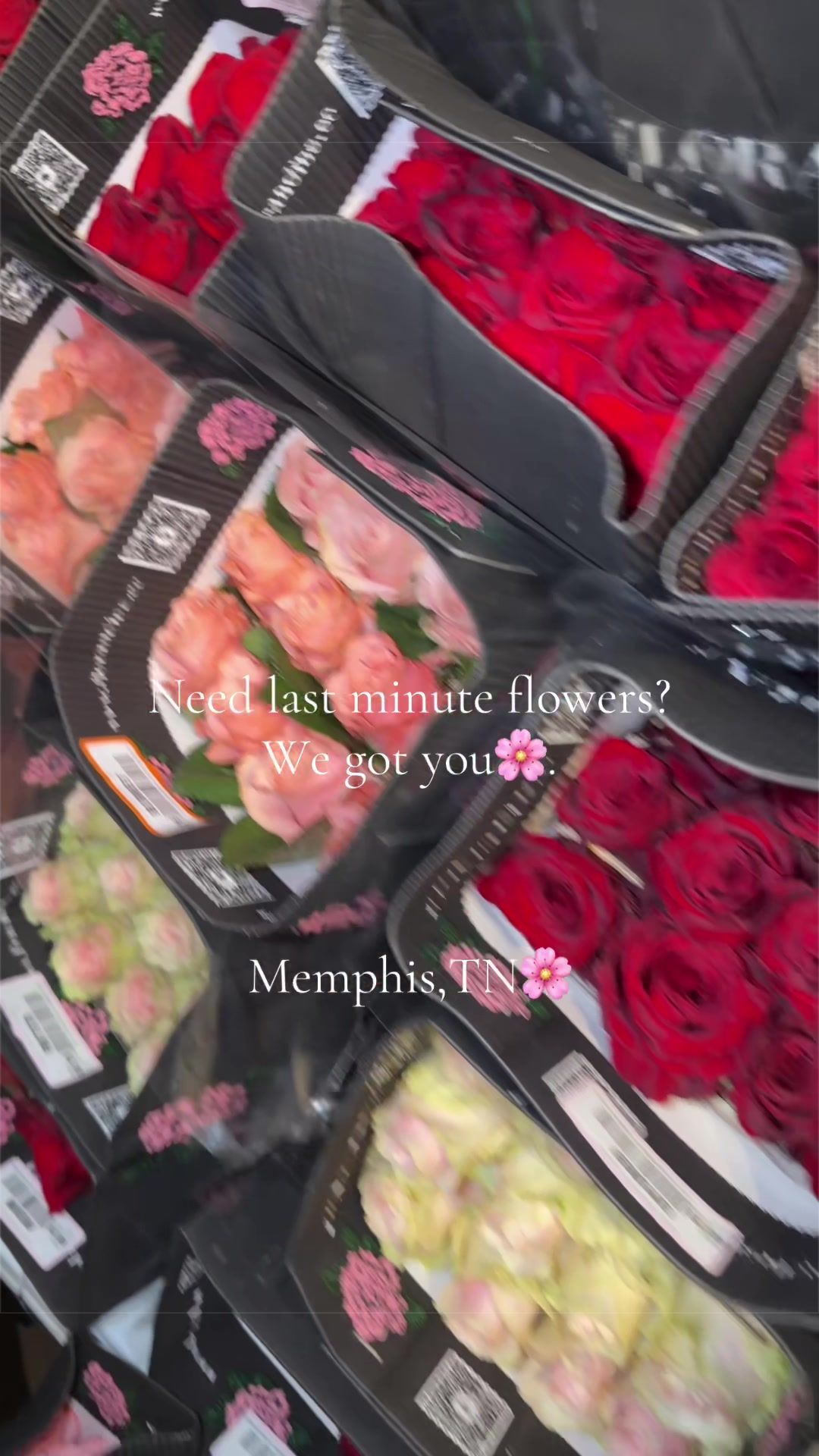 @vanessa🤍.
