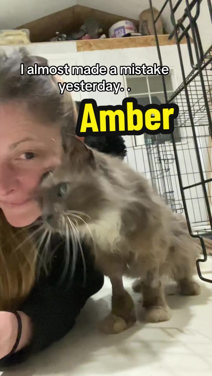 @Are We Home Yet? Cat Sanctuary