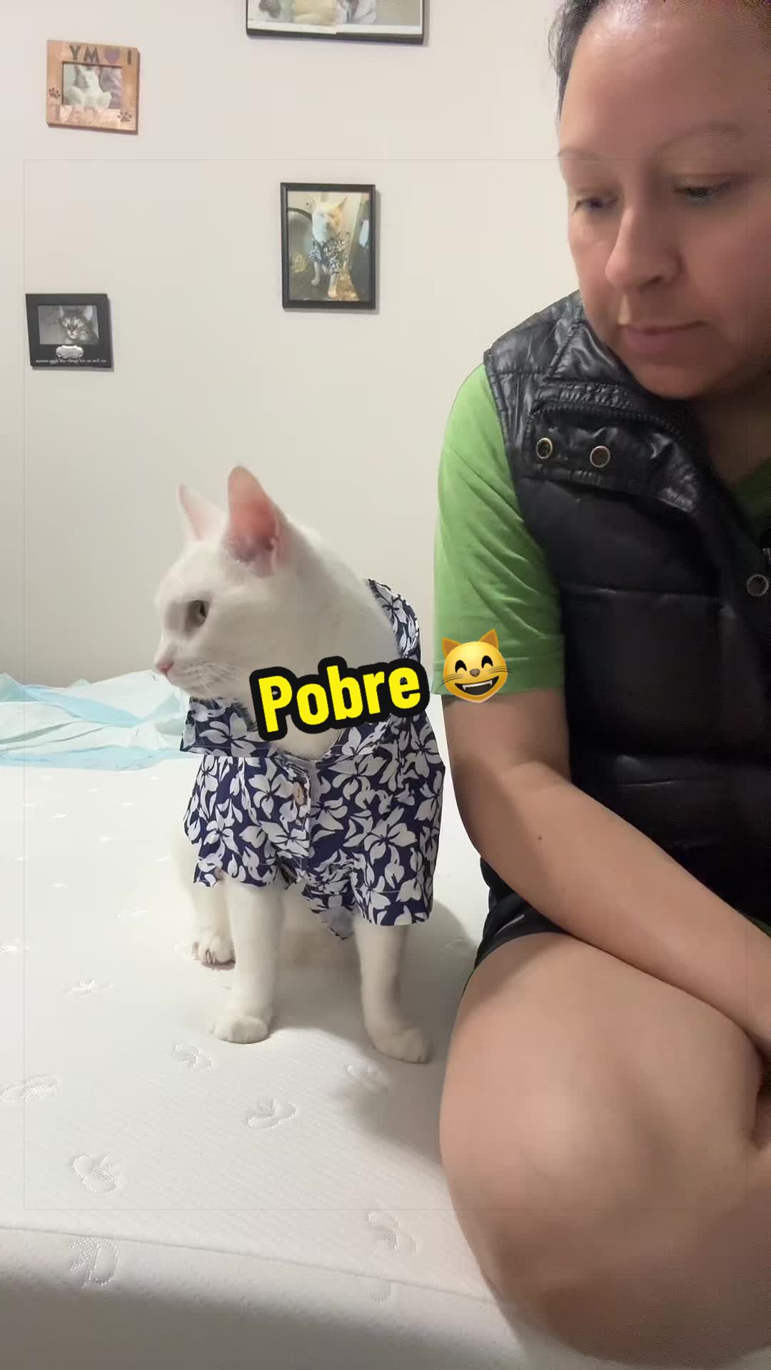 @🦖 MEOWassic CAT😺