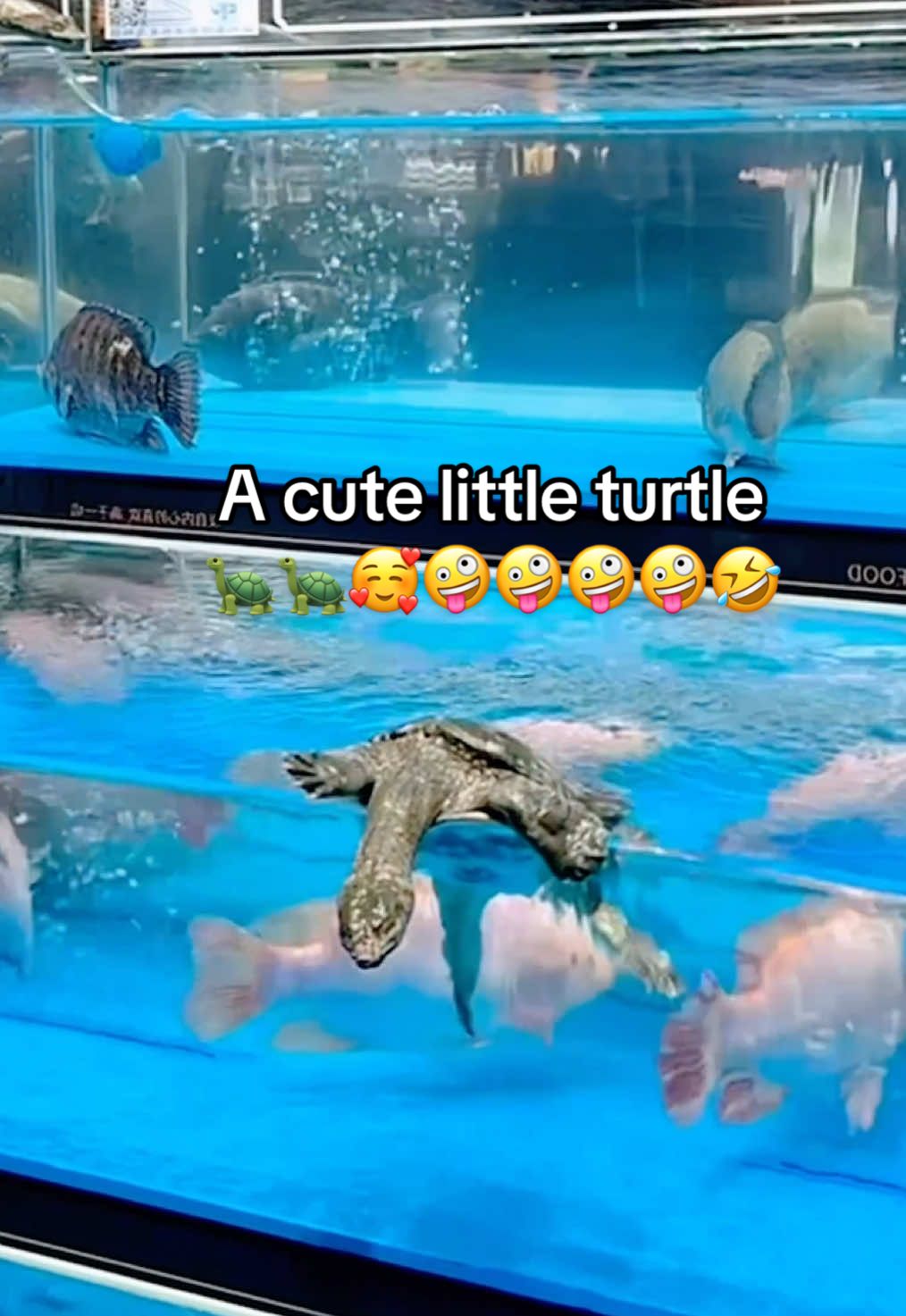 @Mr. Turtle