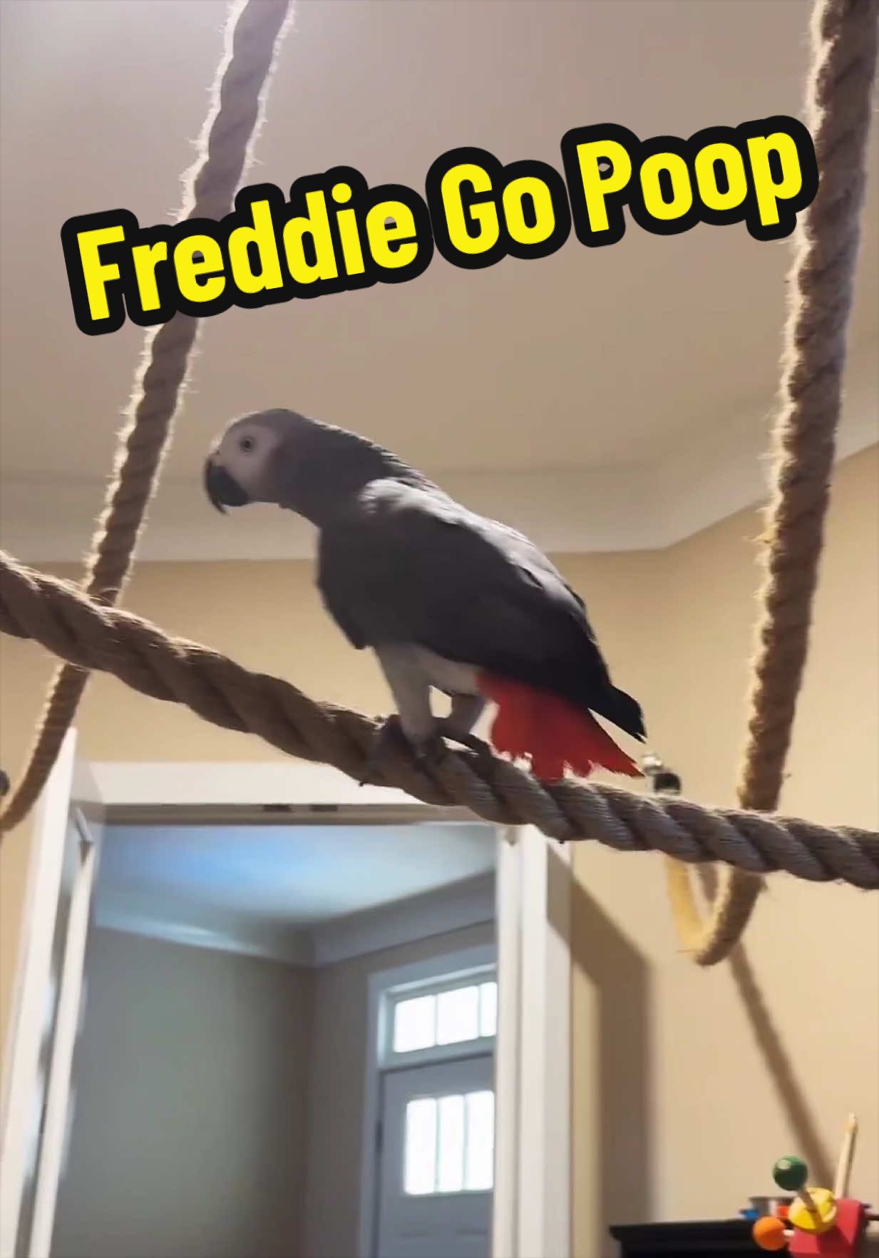 @thehinzoo