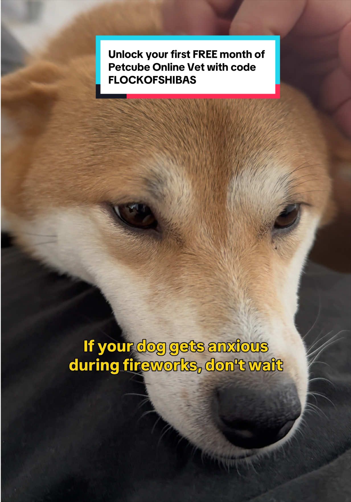 @Flock of Shibas 🐕🐕🐕