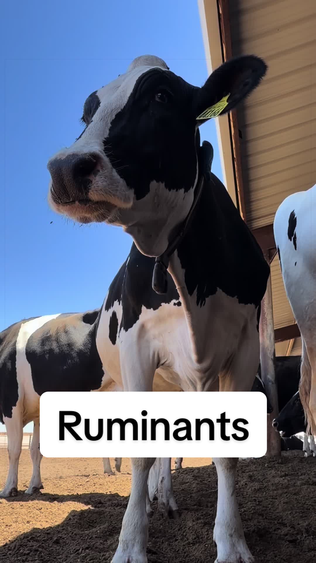 @Dairy Vet Dr. Michelle