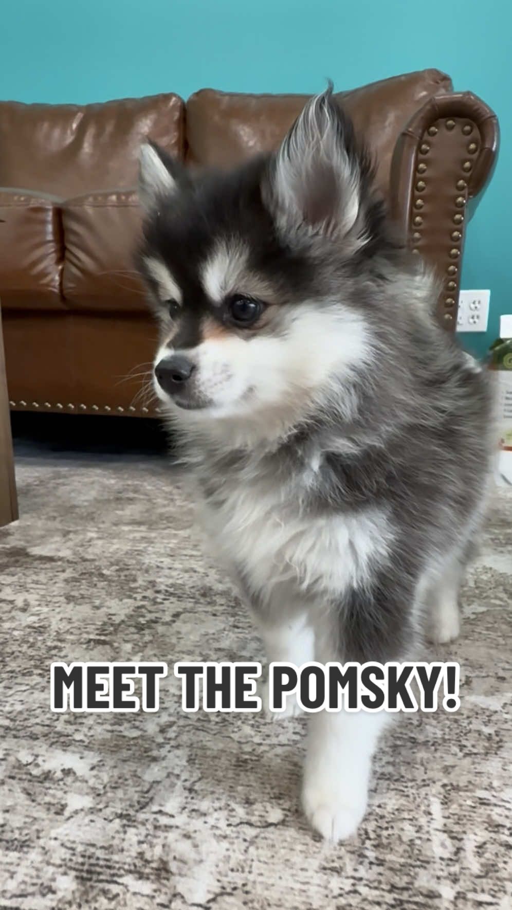 @Petland Oklahoma City