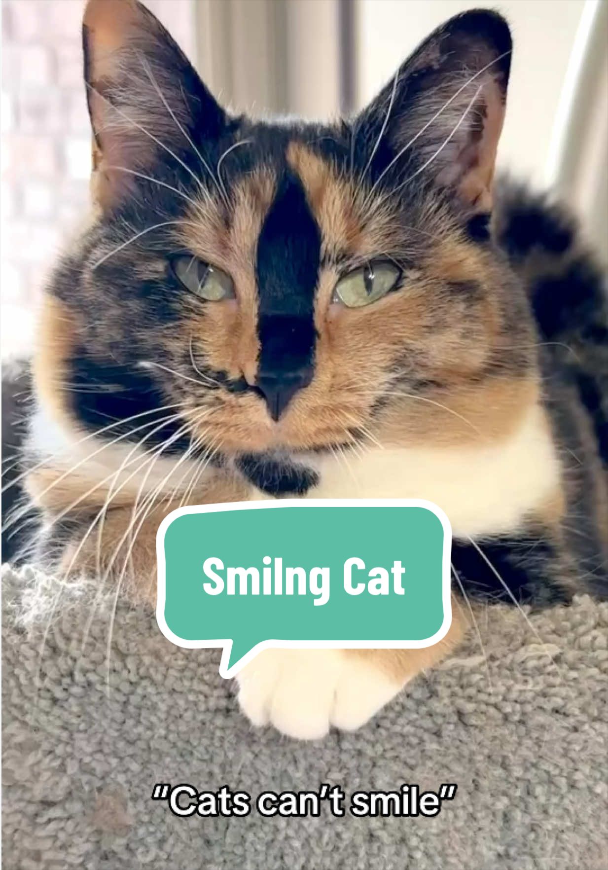 @SnickersTheSmilingCat